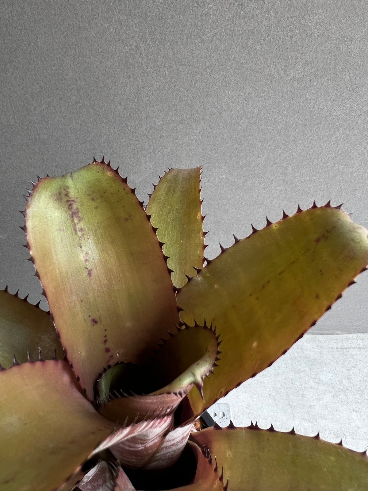 さ*ま様 ビルベルギア・ホリダ・ホリダ Billbergia horrida 子 さ*ま様 ビルベルギア・ホリダ・ホリダ Billbergia horrida 子