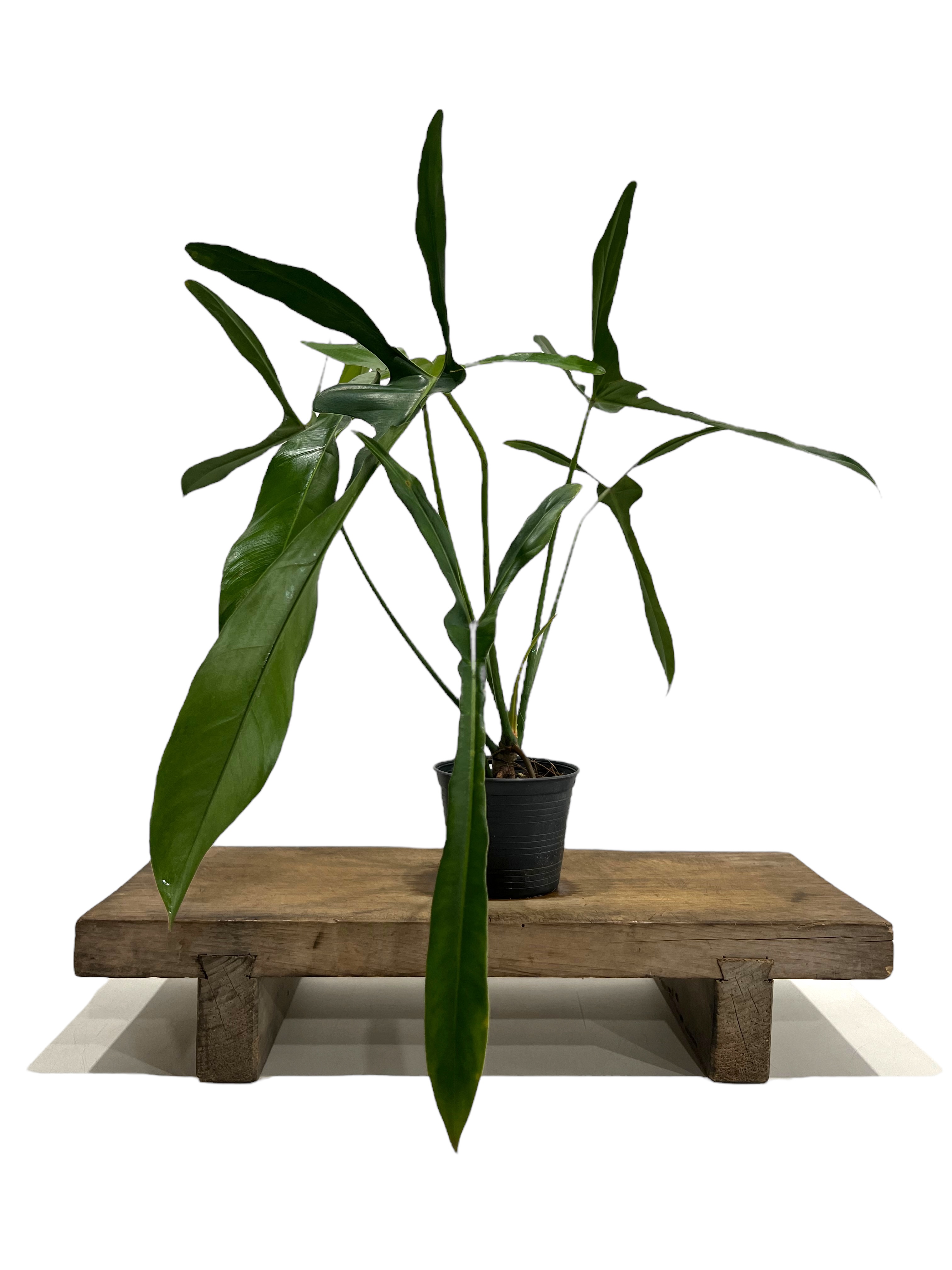 フィロデンドロン ロンギロバトム 'レラノ ミヤノ' 「Philodendron
