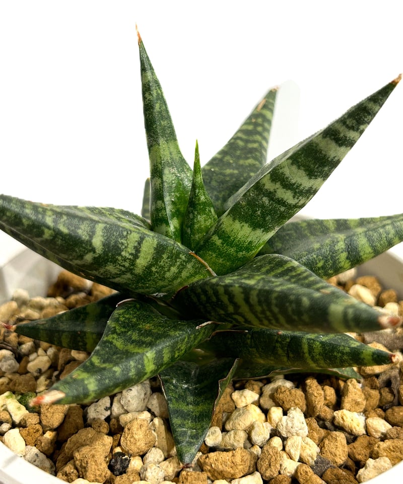 サンセベリア ブラック ダイヤモンド「Sansevieria Black
