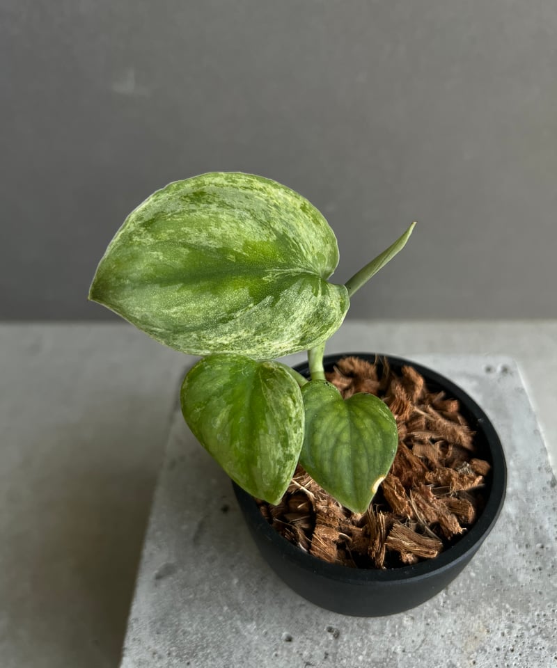 スキンダプサス ホログラム ミント 「Scindapsus Hologram Mint