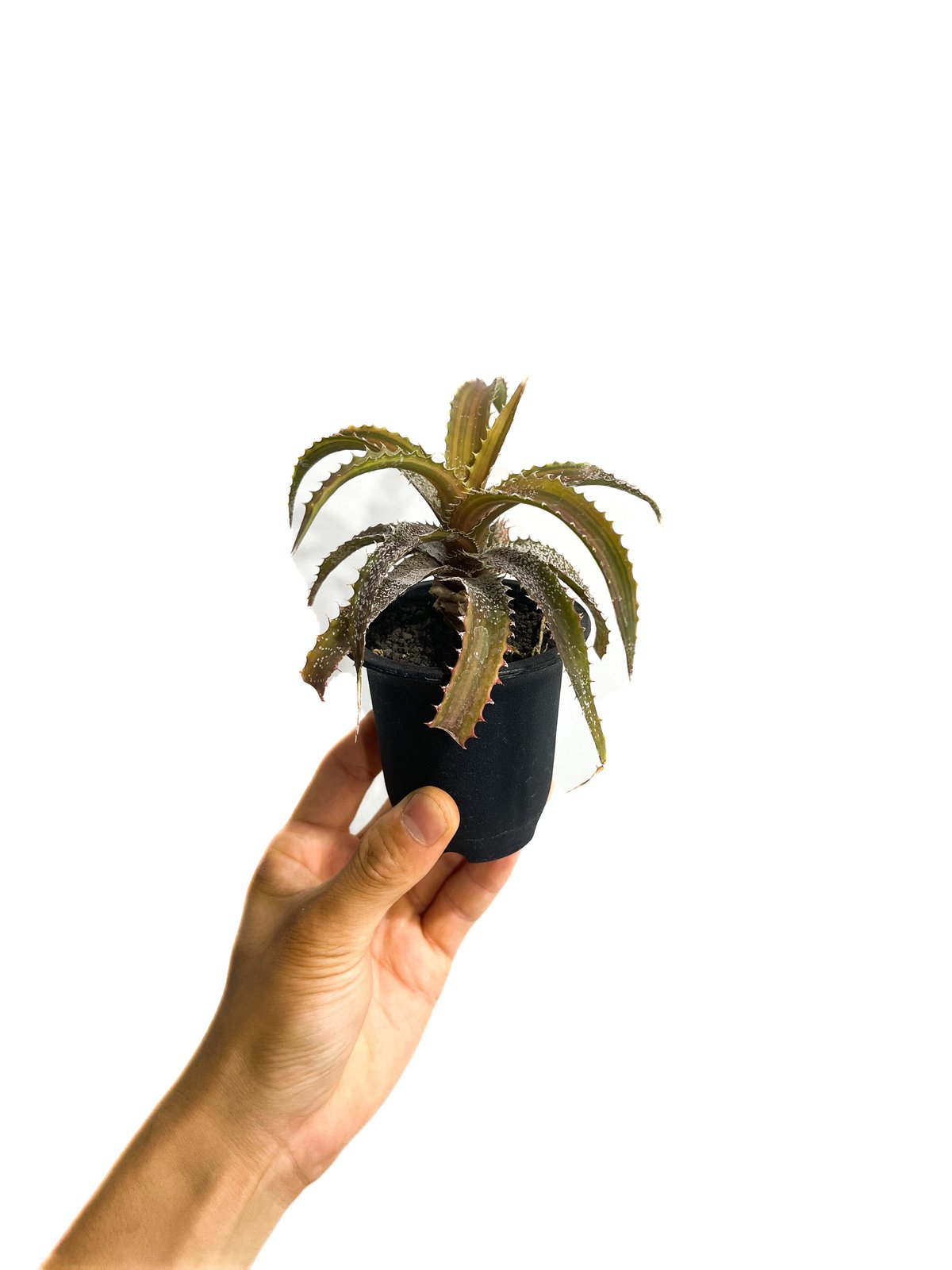 オルソフィツム ゲルケニー「Orthophytum gurkenii」6/28-881 | S