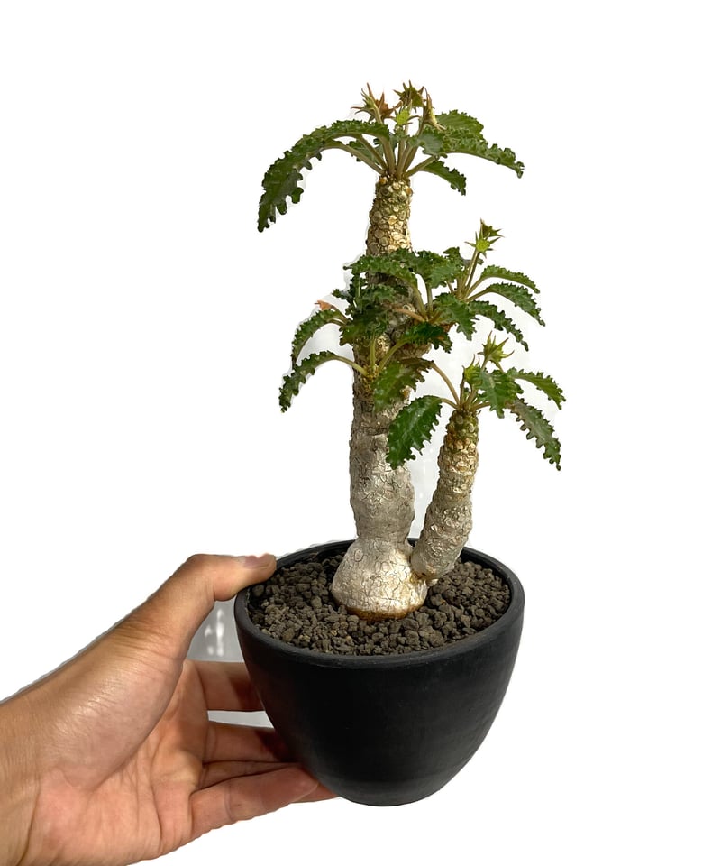 ドルステニア ラブラニー×ホルウッディ ハイブリッド 発根済み 大株 ドルステニア ラブラニー×ホルウッディ ハイブリッド 発根済み