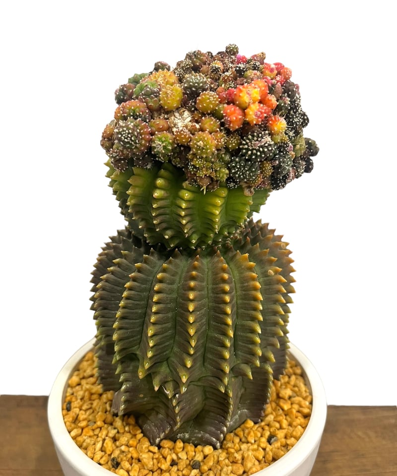ギムノカリキウム ミハノビッチ 変異種 “選抜個体”「 Gymocalycium