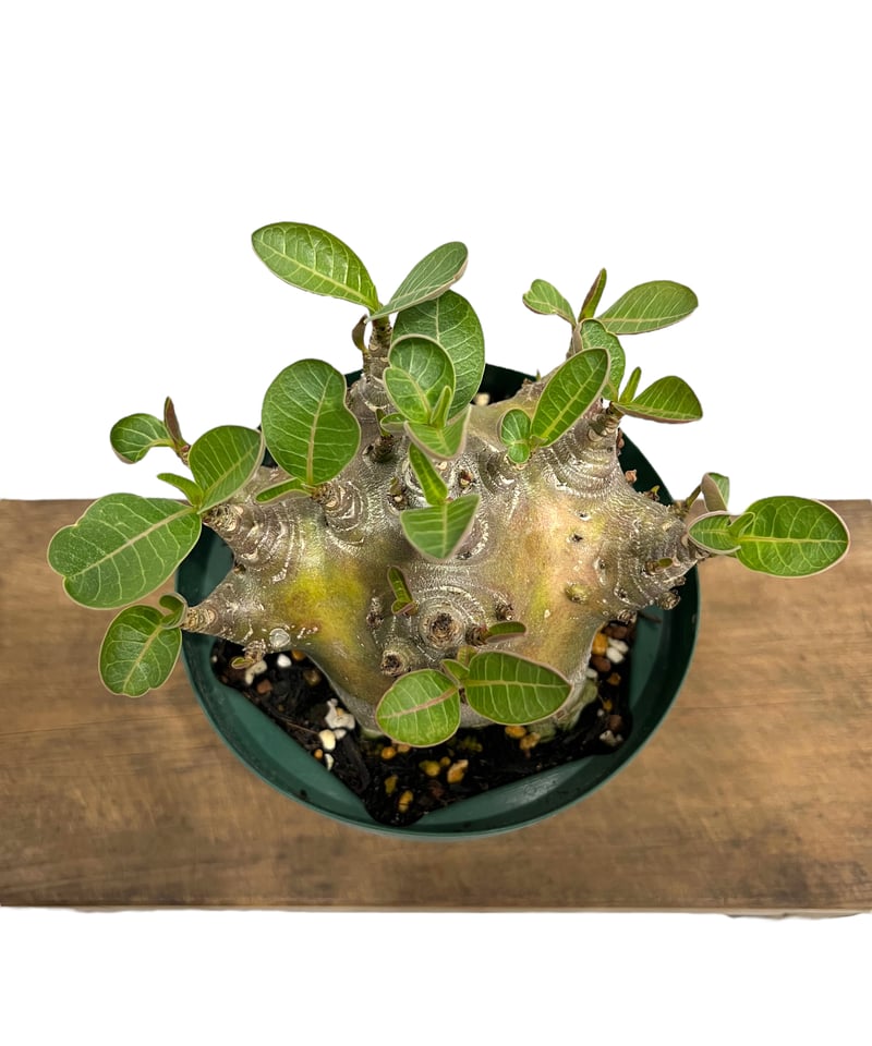 アデニウム アラビカム スーパー ドワーフ タイプ 「Adenium arabicum