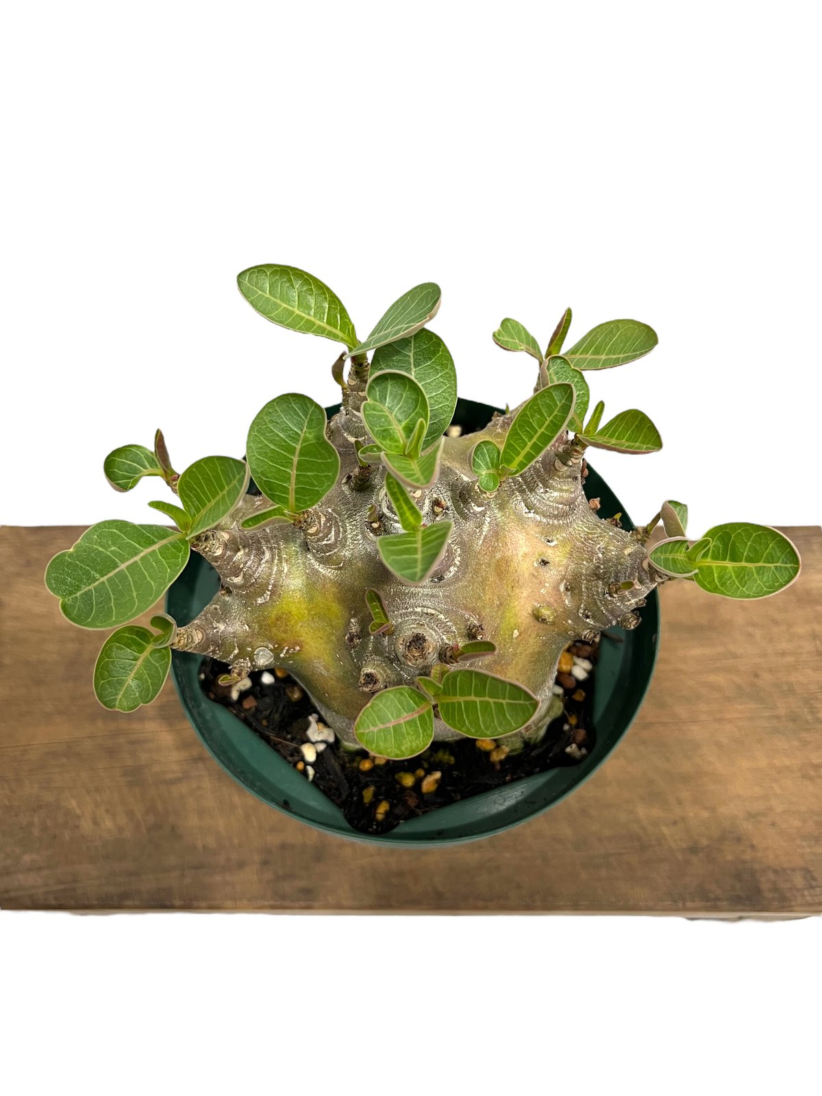 アデニウム アラビカム スーパー ドワーフ タイプ 「Adenium arabicum