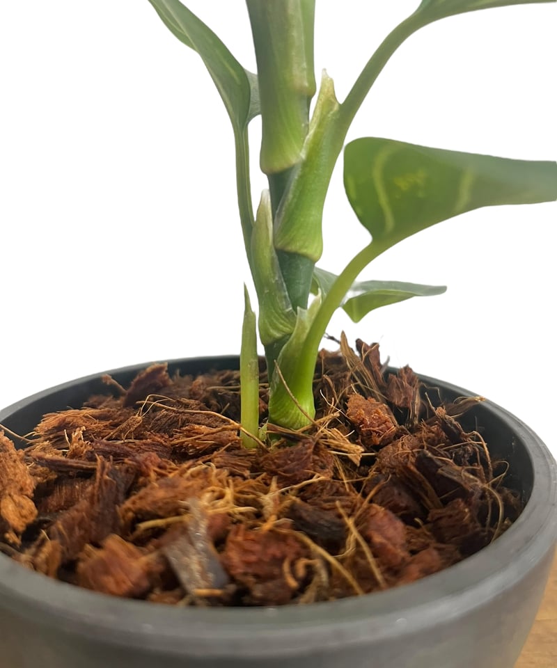 アグラオネマ ブラック リップスティック “選抜個体” 「Aglaonema