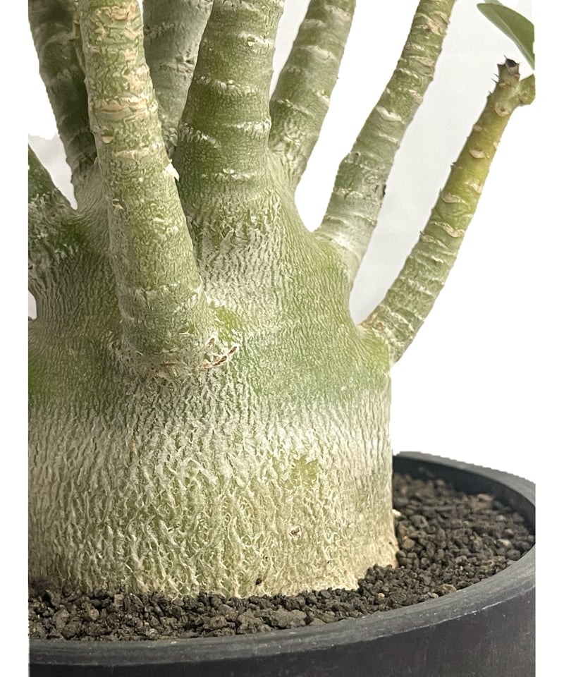 EMP アデニウム アラビカム　赤肌選抜 / AD227 アデニウム アラビカム'選抜個体' 「Adenium arabicum “Select”」7/