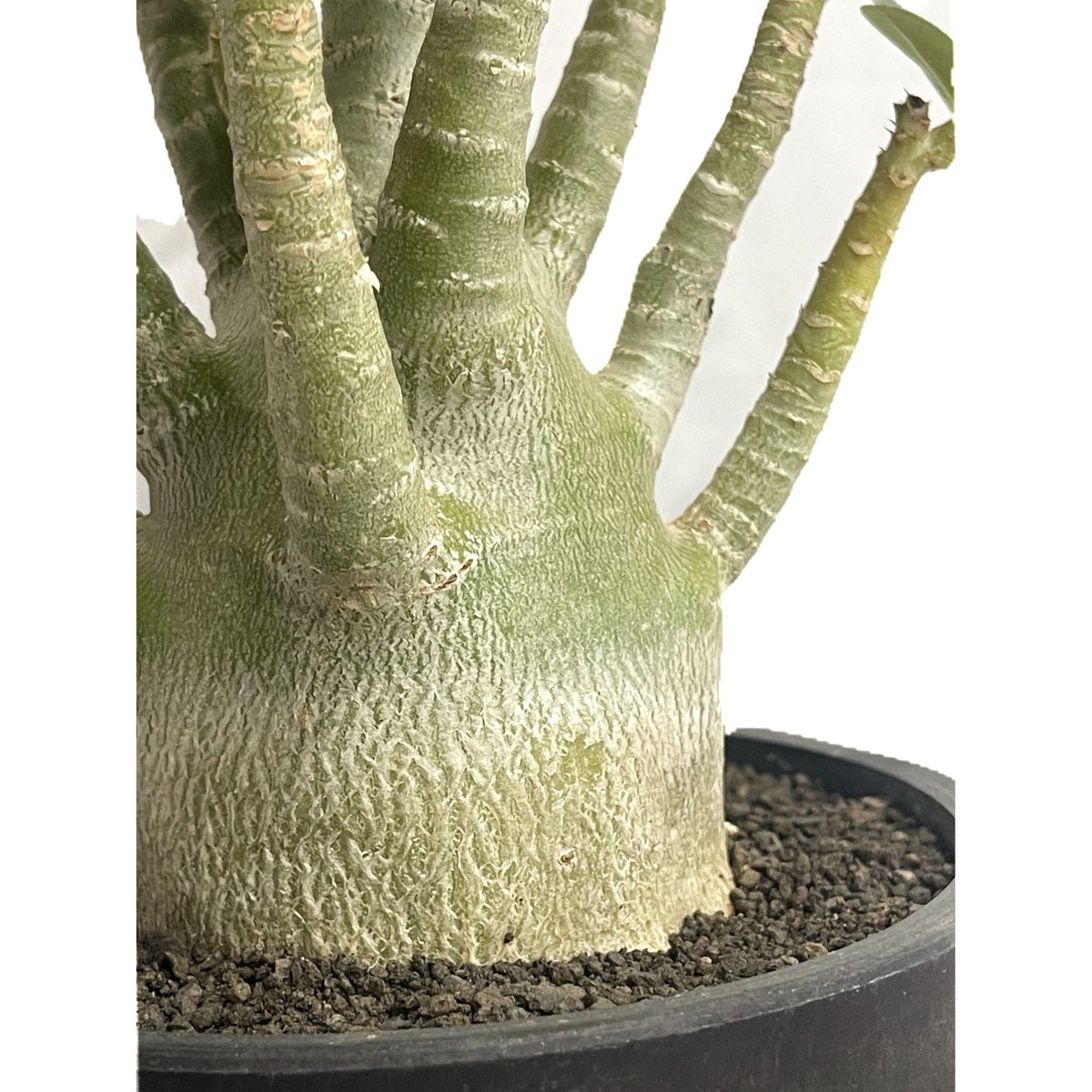 アデニウム アラビカム'選抜個体' 「Adenium arabicum “Select”」7/