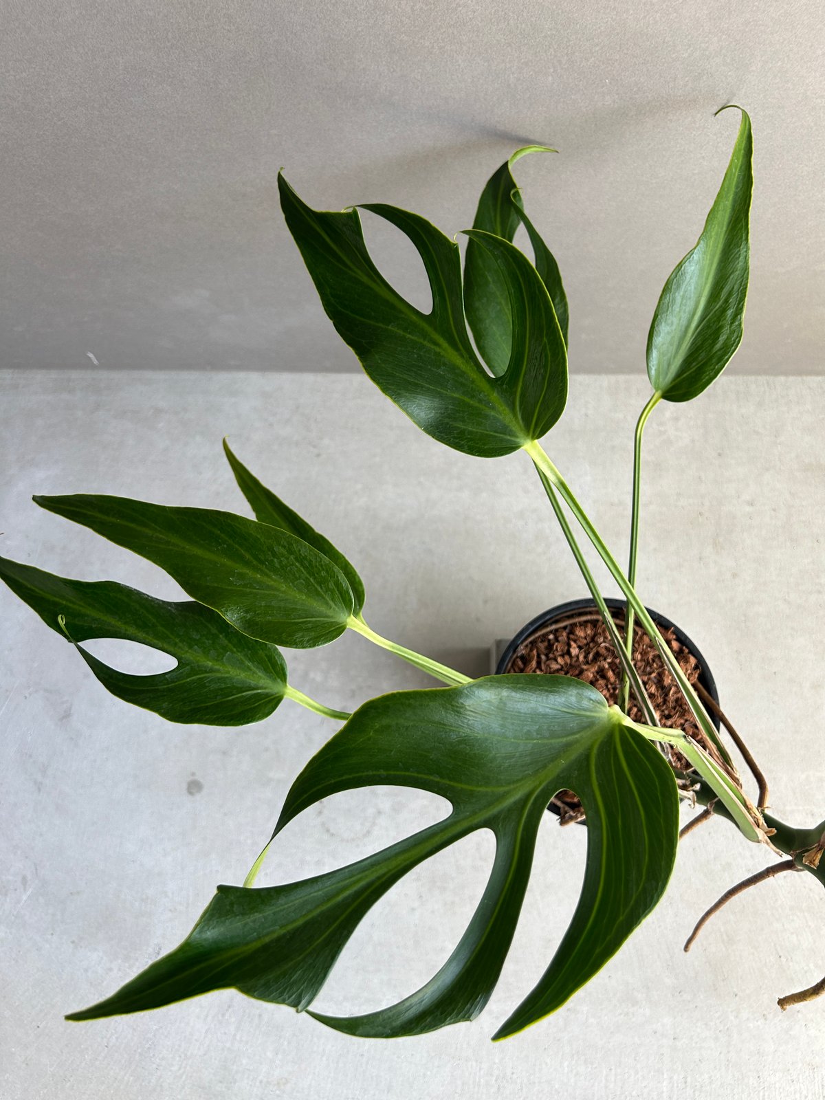 モンステラ バールマルクスフレーム 「Monstera burle marx's