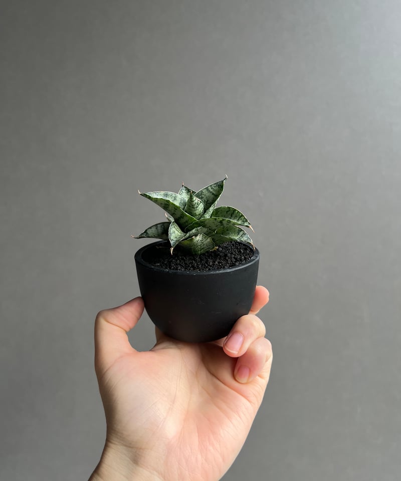 サンセベリア スサノオ 「Sansevieria Susano 'O' (by Unyaman