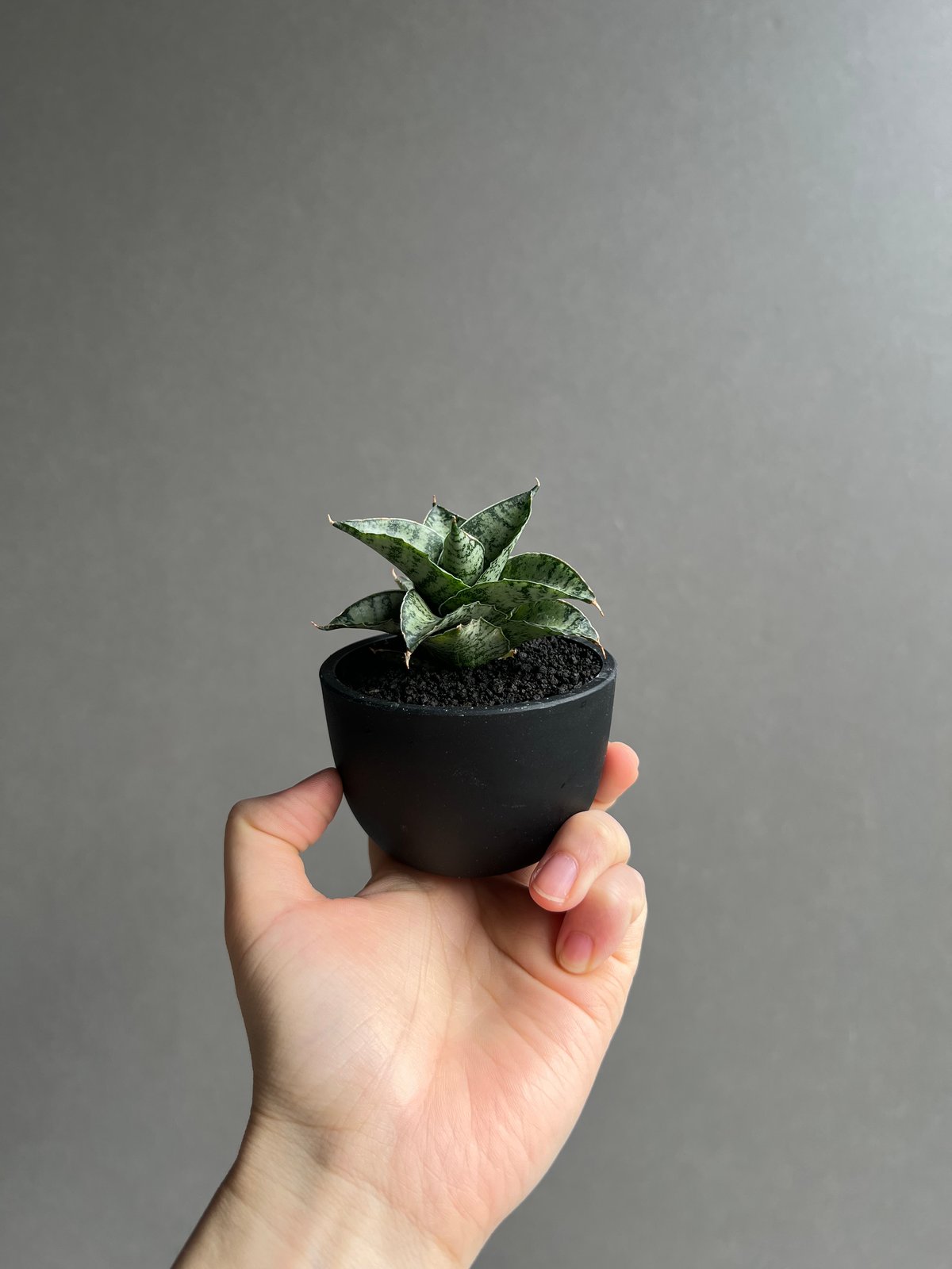 サンセベリア スサノオ 「Sansevieria Susano 'O' (by Unyaman