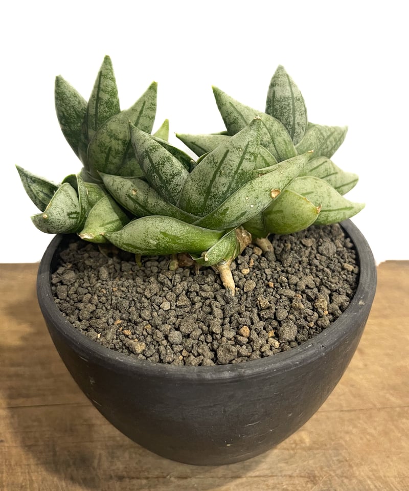 サンセベリア ボンセレンシス ミニ (by アディサック) 「Sansevieria