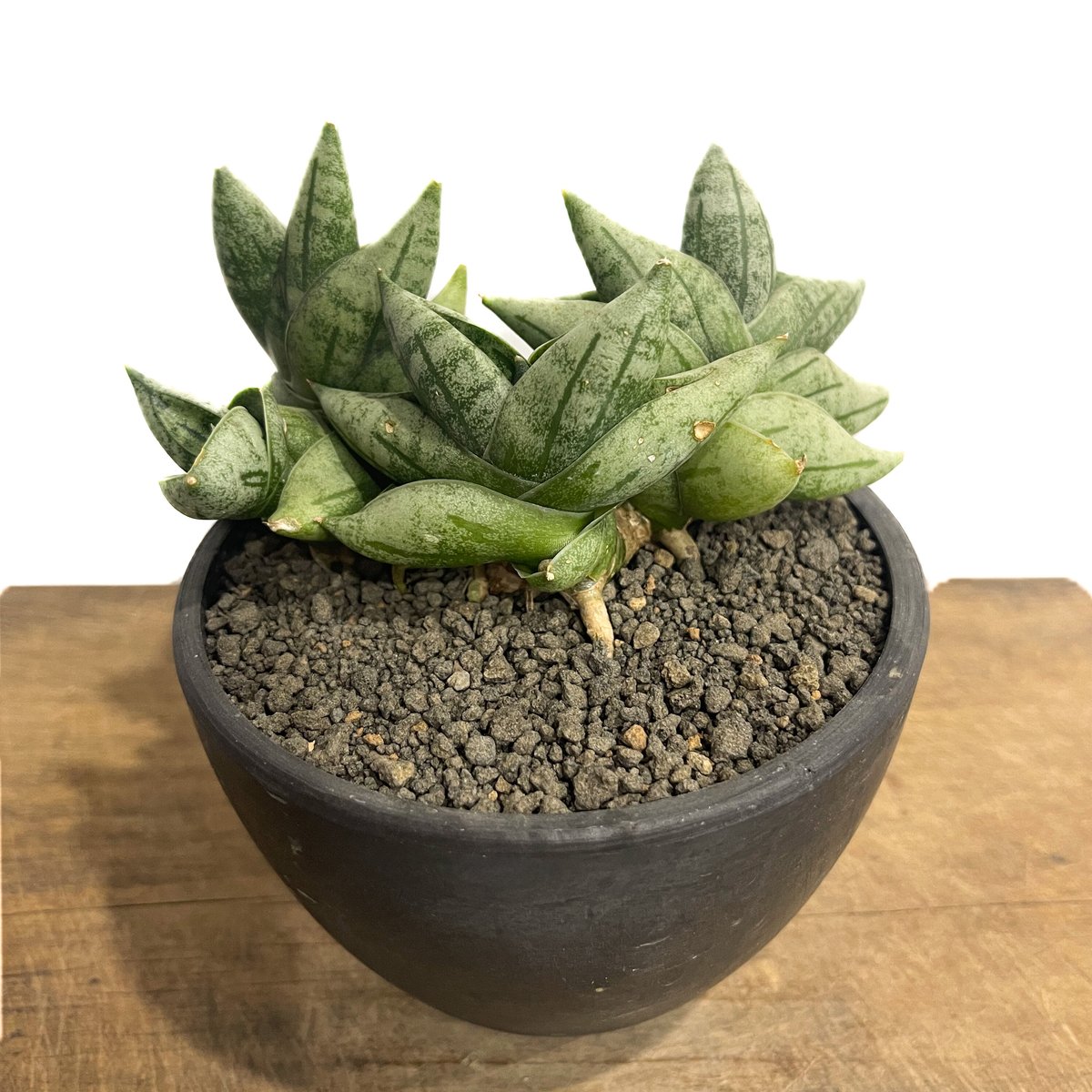 サンスベリア ボンセレンシス ミニ 白斑 興味津々な小さな小さなサンスベリア・ボンセレンシス・スーパー