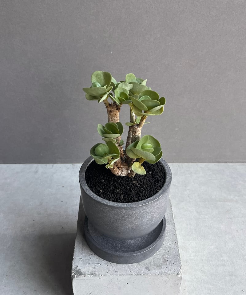 ポーチュラカ モロキニエンシス “多幸寿” + STAND BY ME Pot 「Portul