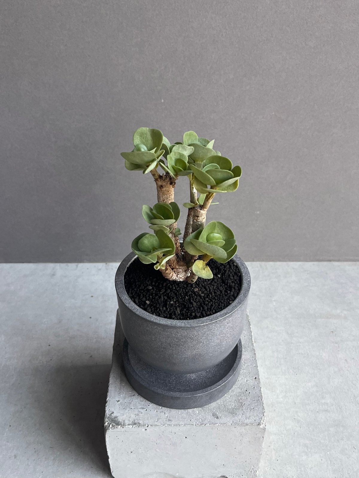 ポーチュラカ モロキニエンシス “多幸寿” + STAND BY ME Pot 「Portul