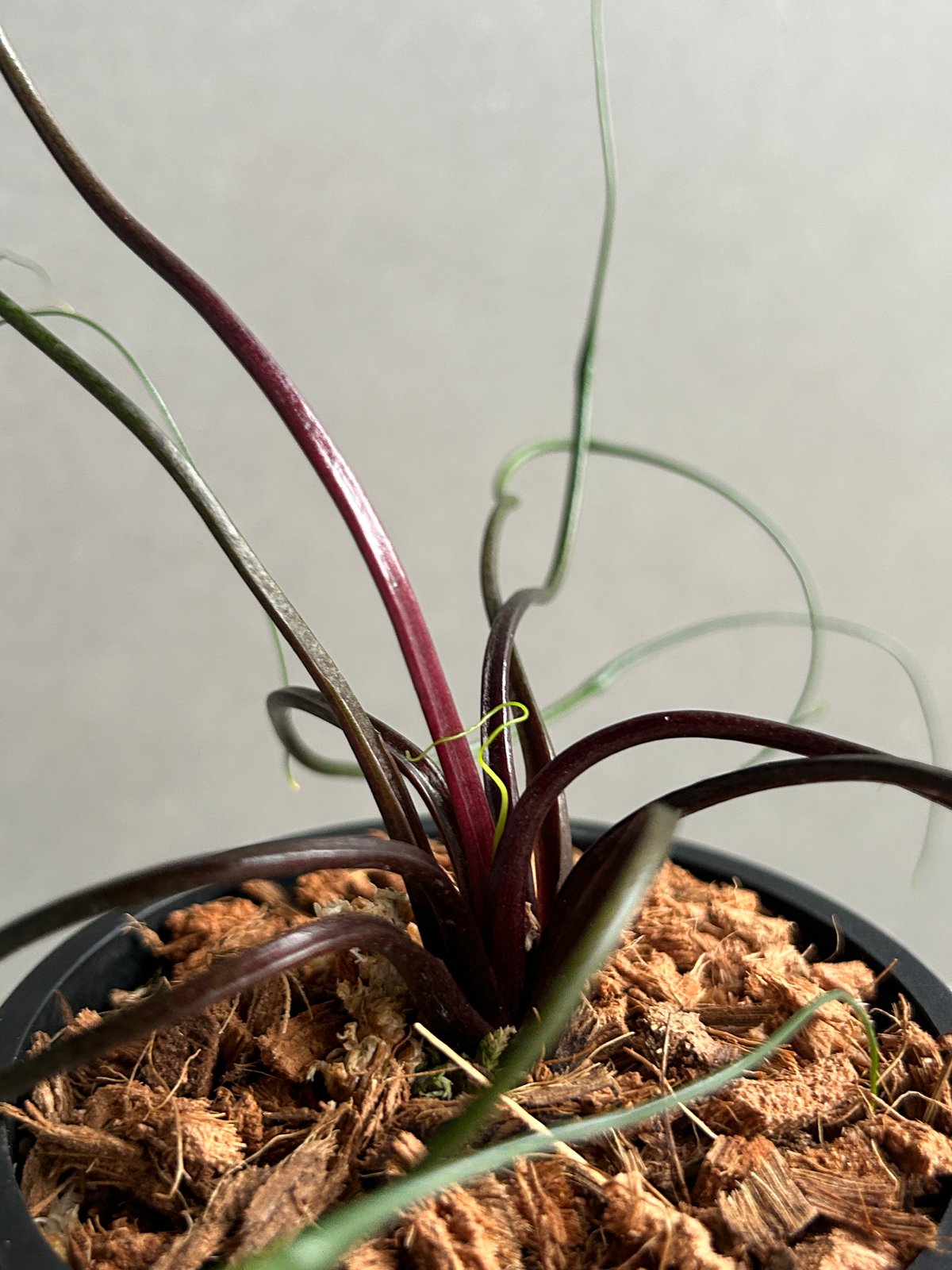 アロカシア プランバエ 'フライングスクイード' 「Alocasia plumbae