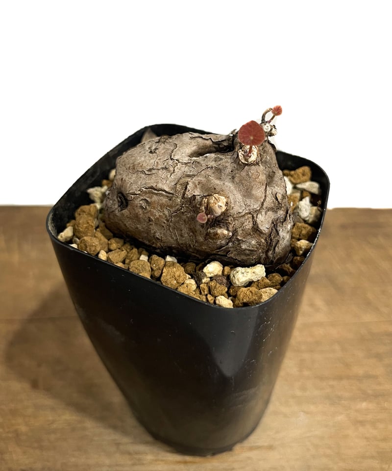 ステファニア　カウィーサキー ステファニア カウィーサキー「Stephania Kaweesakii」8/22-67B