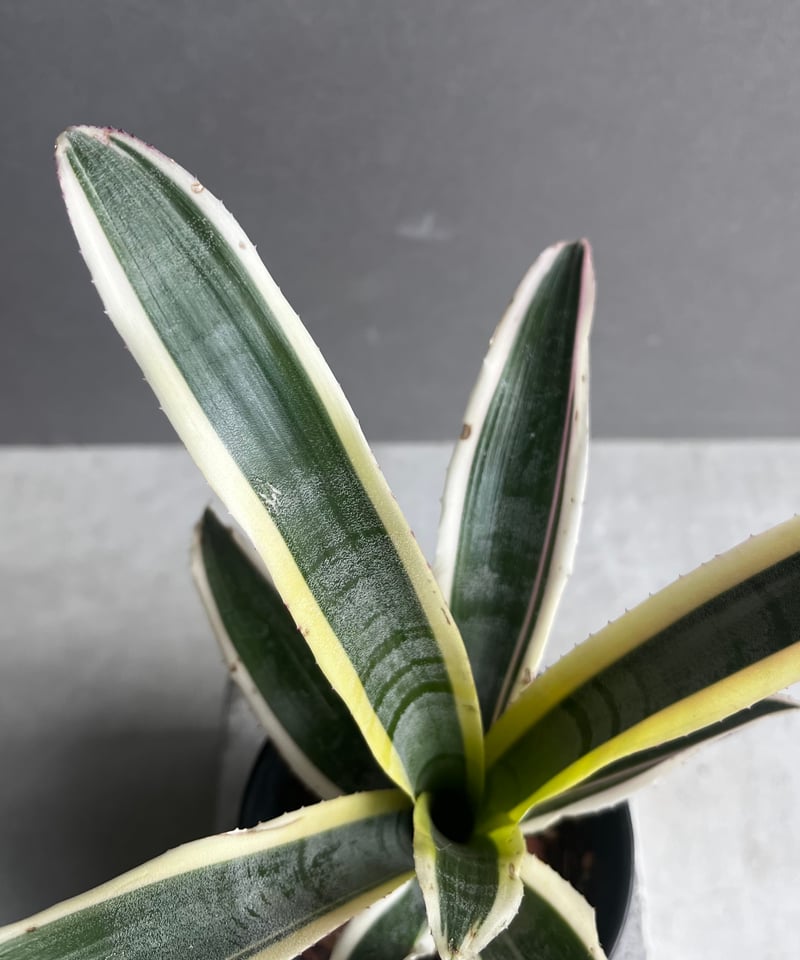 エクメア オットー 「Aechmea Otto」3A | SHOUCHIKUEN
