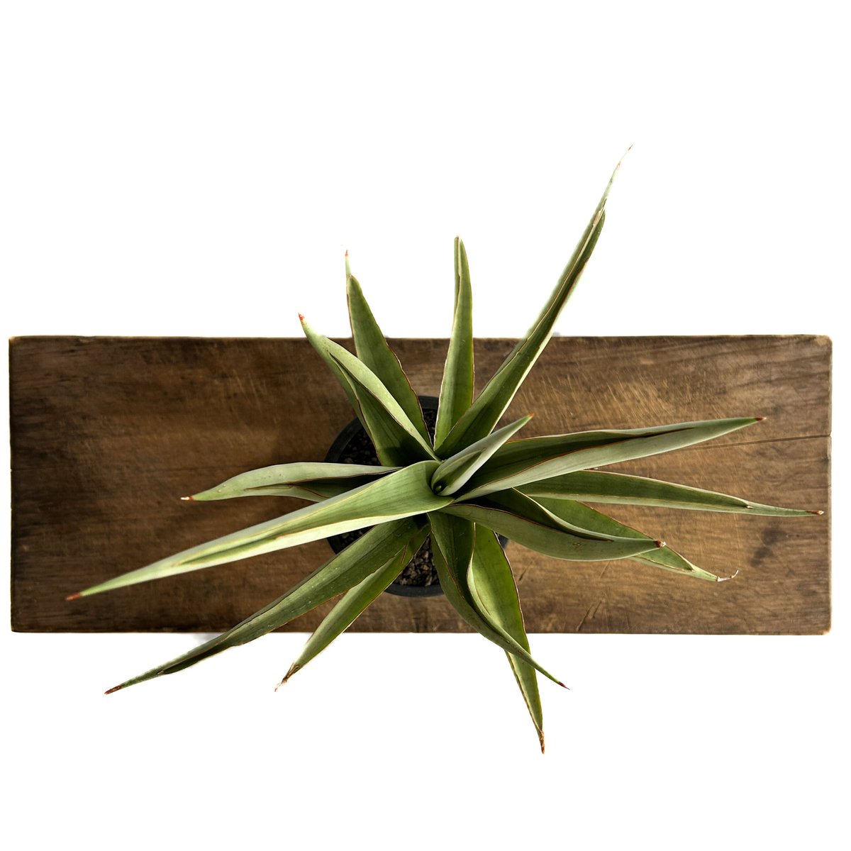 希少サンスベリア チャオプラヤ sansevieria chaophraya サンセベリア チャオプラヤ「Sansevieria Chao Phraya (by Unyam
