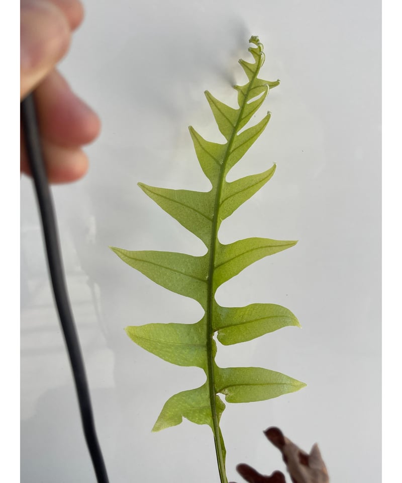 ドリナリア クエルシフォリア「Drynaria quercifolia」5/2 | SHOUC