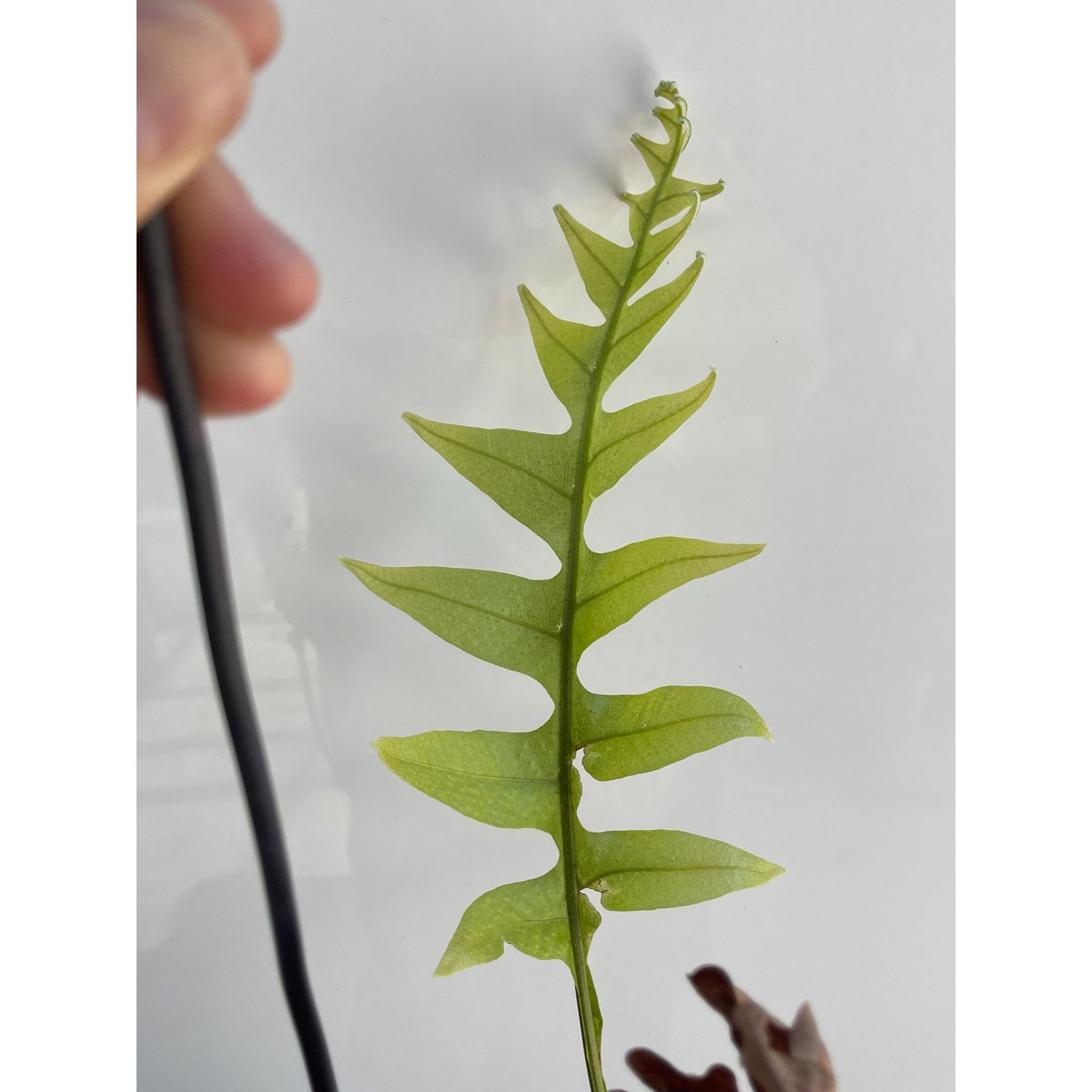 ドリナリア クエルシフォリア「Drynaria quercifolia」5/2 | SHOUC