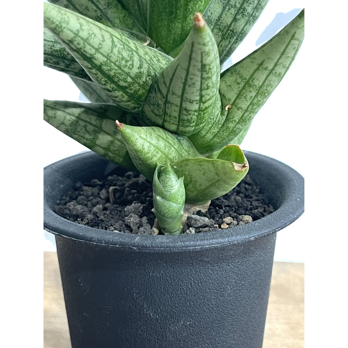 お買い得！】 サンセベリア Mandalika Sansevieria サンスベリア 植物 