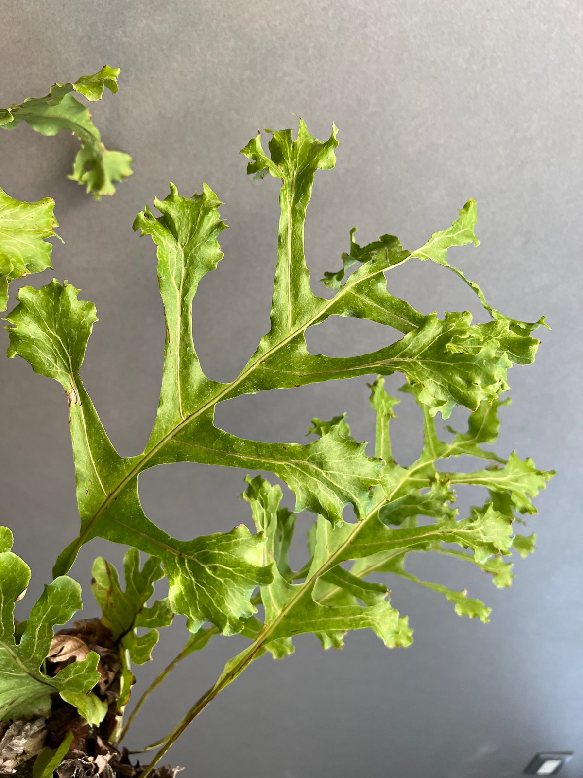 ドリナリア クエルシフォリア '変異種' 「Drynaria quercifolia 'Mut