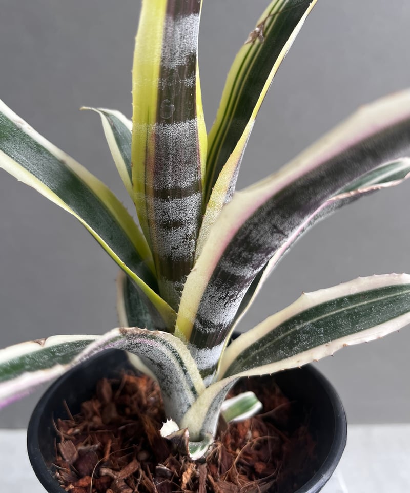 エクメア オットー 「Aechmea Otto」4A | SHOUCHIKUEN