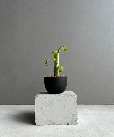 CATEGORY タンクブロメリア | SHOUCHIKUEN