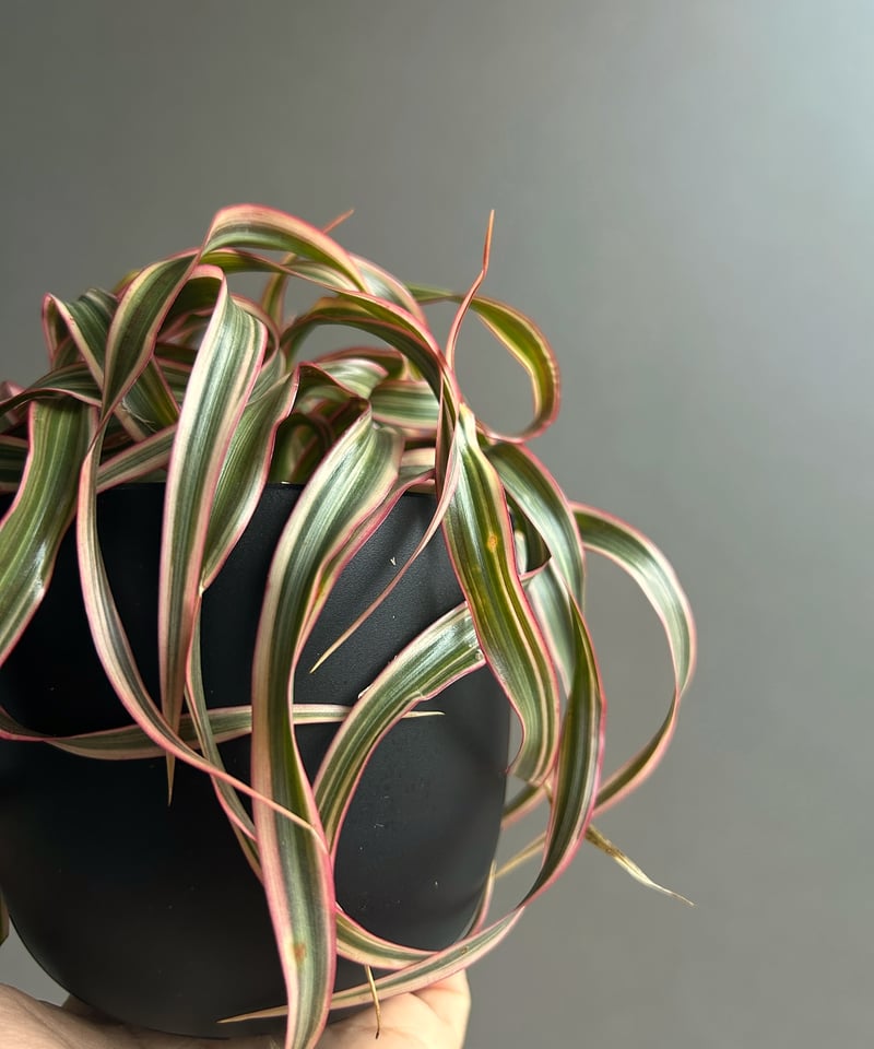 スプモーニさま専用　ドラセナ　キュンティ ドラセナ キュンティ「Dracaena concinne Kuhnty 」99J | SHOU