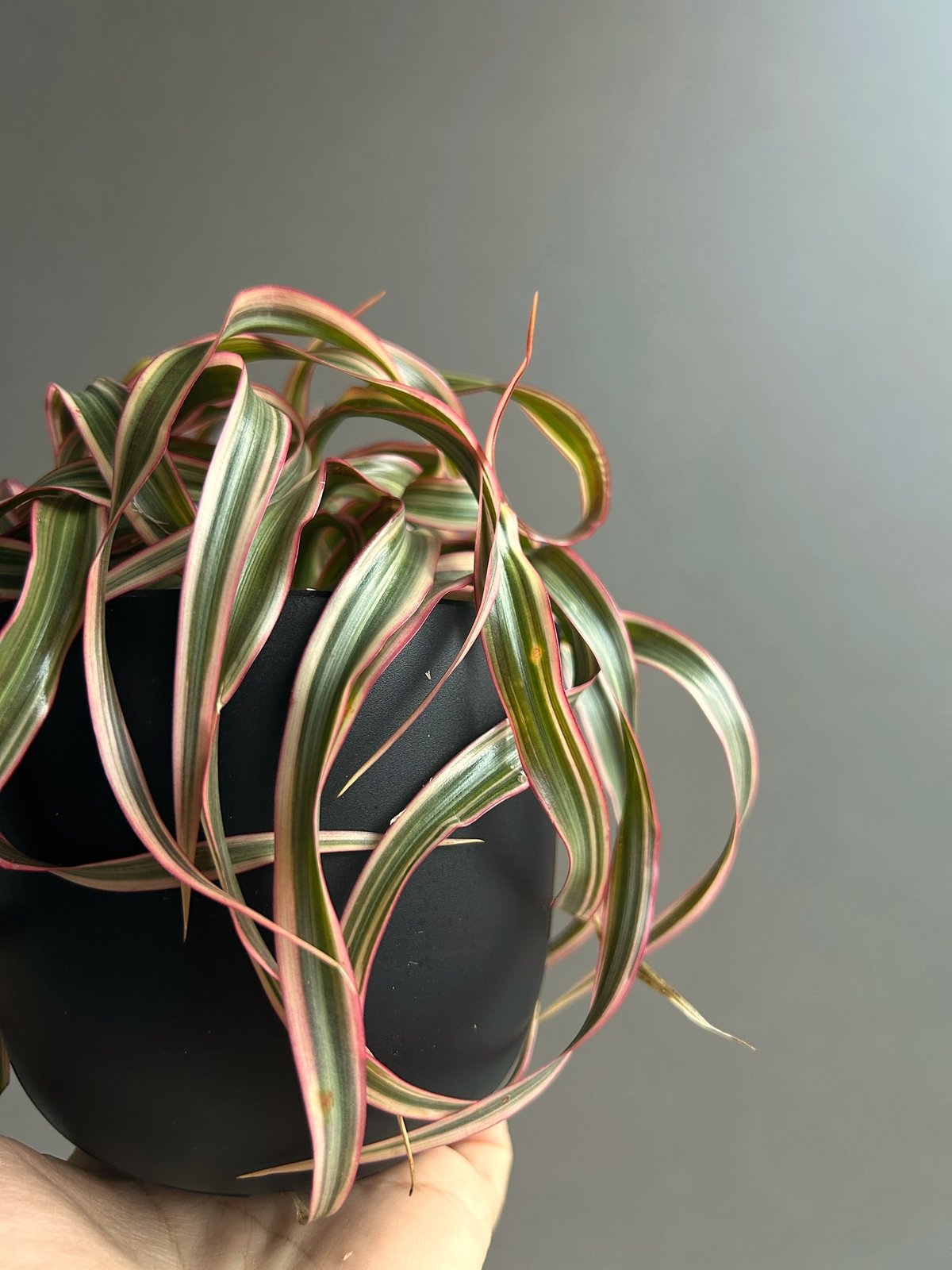 ドラセナ キュンティ「Dracaena concinne Kuhnty 」99J | SHOU