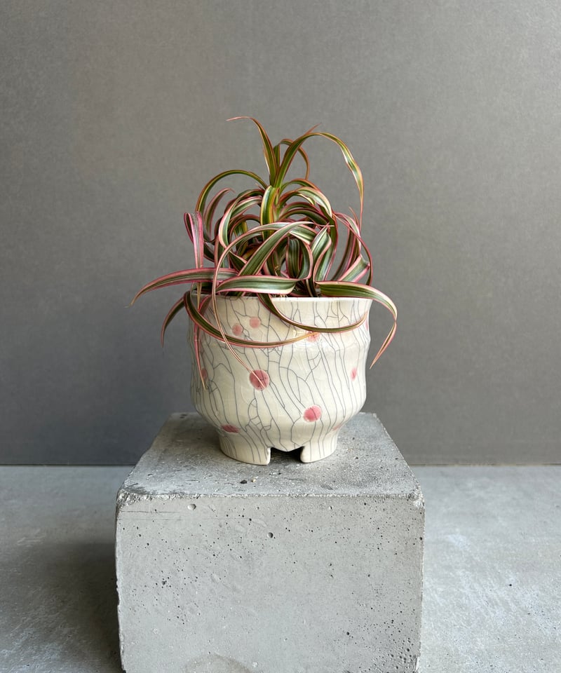 ドラセナ キュンティ + YON-HACHI「Dracaena concinne Kuhnty