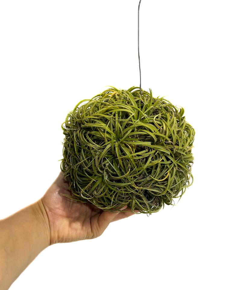 ティランジア イオナンタ ドゥルイド ボールタイプ「Tillandsia