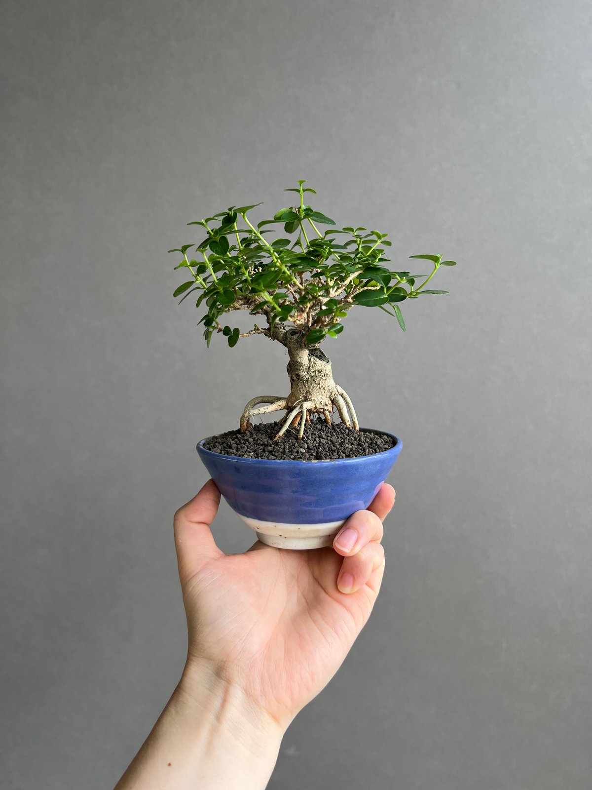 うち” 盆栽 Limited Edition 「“UCHI” BONSAI」6E | SH