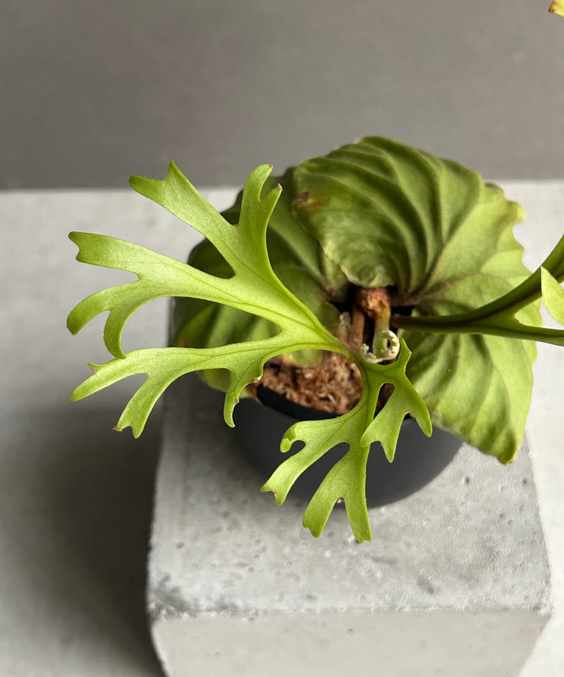 ビカクシダ リドレイ “パカラン”「Platycerium ridleyi “Pakarang