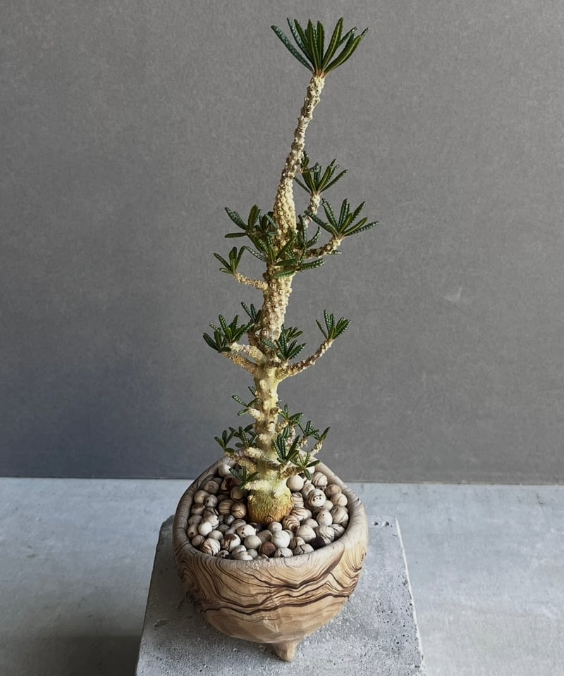 ドルステニア ギガス ブラータ+ plantsmonsters pot 「Dorstenia ドルステニア ギガス ブラータ+ plantsmonsters pot 「Dorstenia