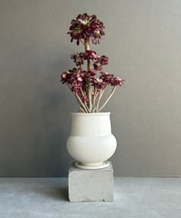 セイデンファデニア ミトラタ 「Seidenfadenia mitrata」2/3-42-3