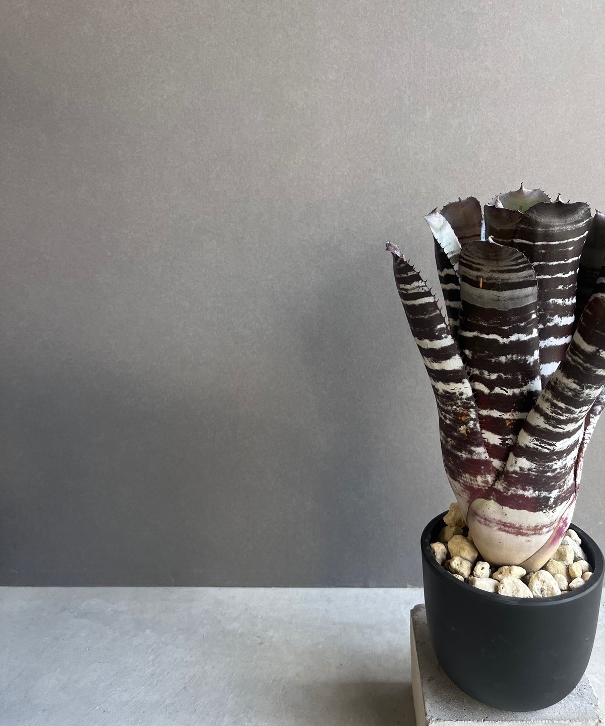 エクメア チャンティニー ブラック セレクト 「Aechmea