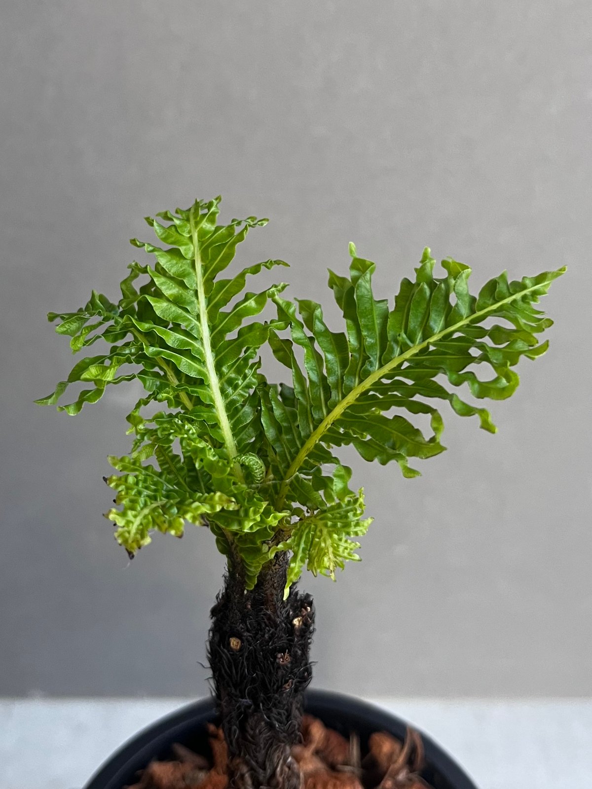 ブレクナム ギッバム ドワーフ 「Blechnum gibbum Dwarf 」4F | SH