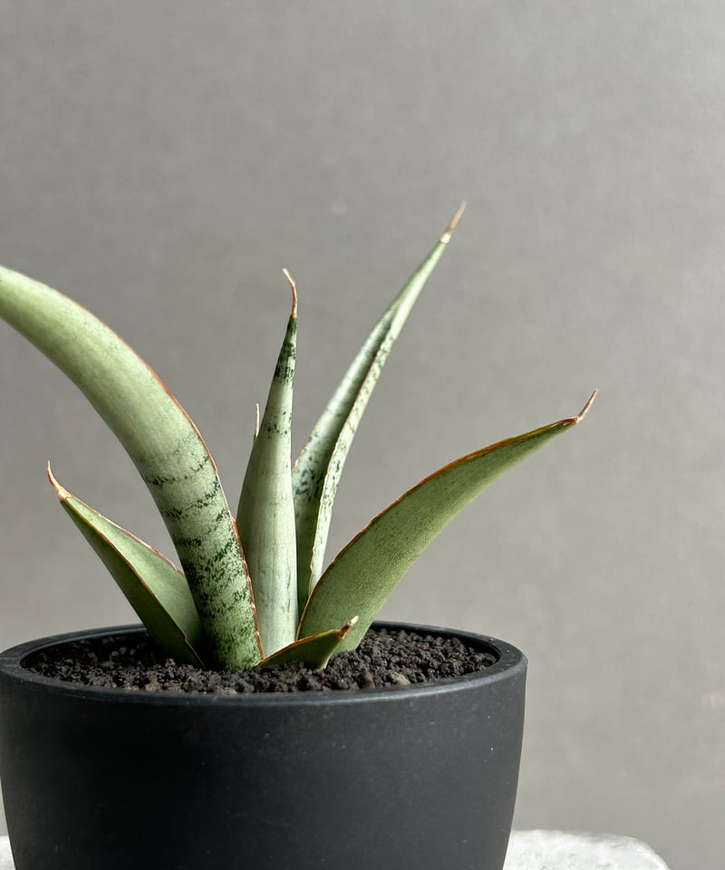 サンセベリア キングフィッシャー「Sansevieria Kingfisher」51I S