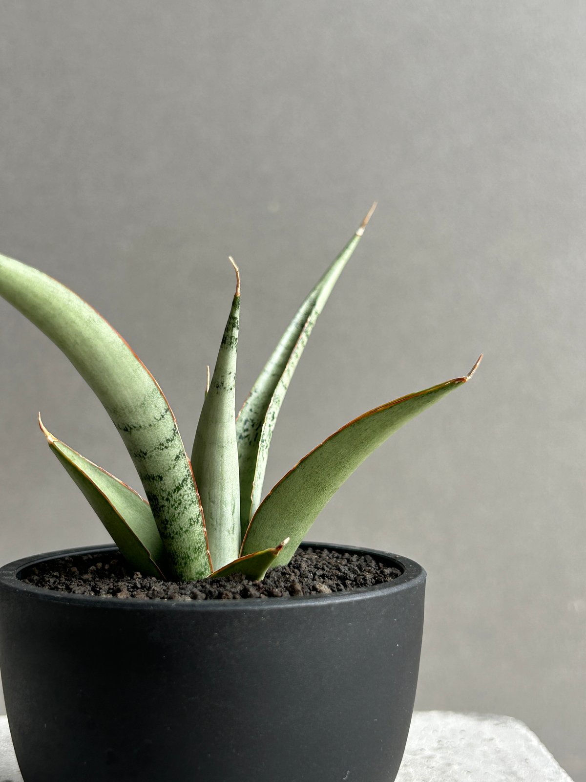 EMP サンセベリア King Fischer / SA429 サンセベリア キングフィッシャー「Sansevieria Kingfisher」51I S