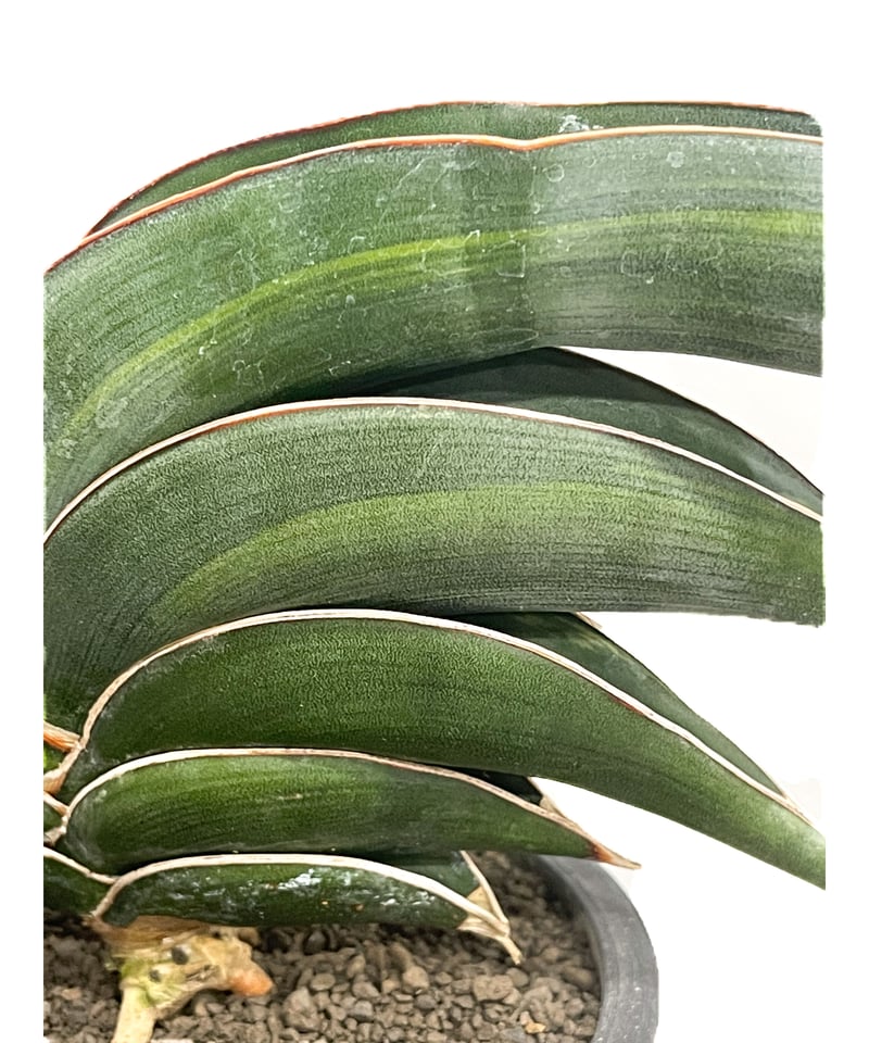 サンセベリア ロリダ 斑入り「Sansevieria rorida var.」93D-4 |