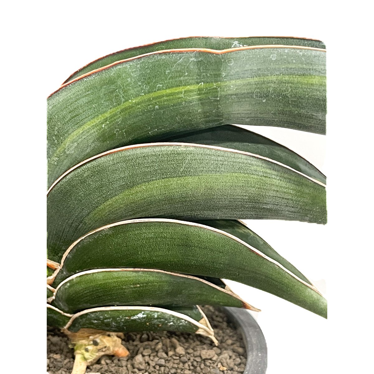 ＊Sansevieria Rorida＊サンスベリアロリダ＊斑入り＊ サンセベリア ロリダ 斑入り「Sansevieria rorida var.」6/1-720