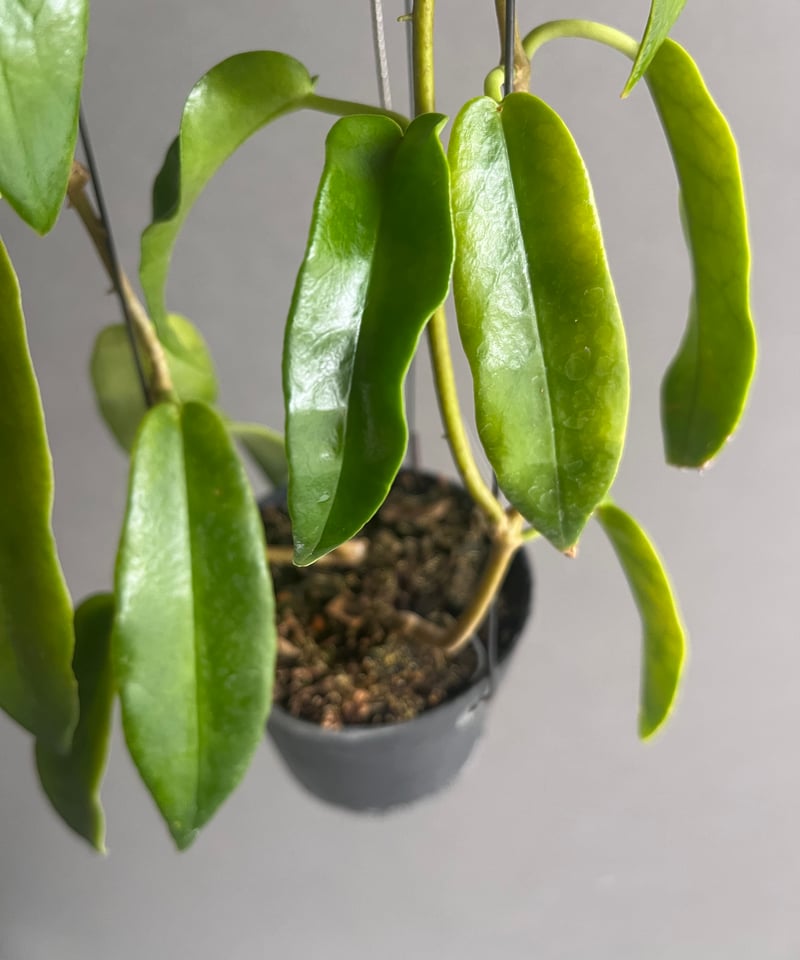 ホヤ アークボルディアーナ ピンク 「Hoya archboldiana pink 」70U