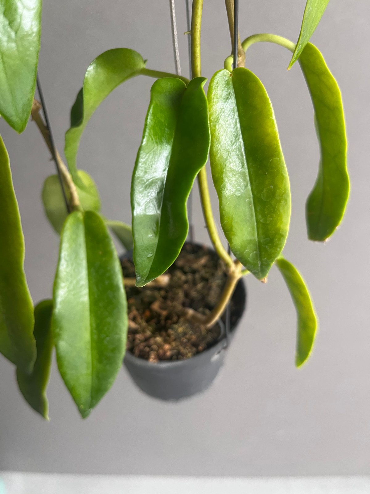 ホヤ アークボルディアーナ ピンク 「Hoya archboldiana pink 」70U