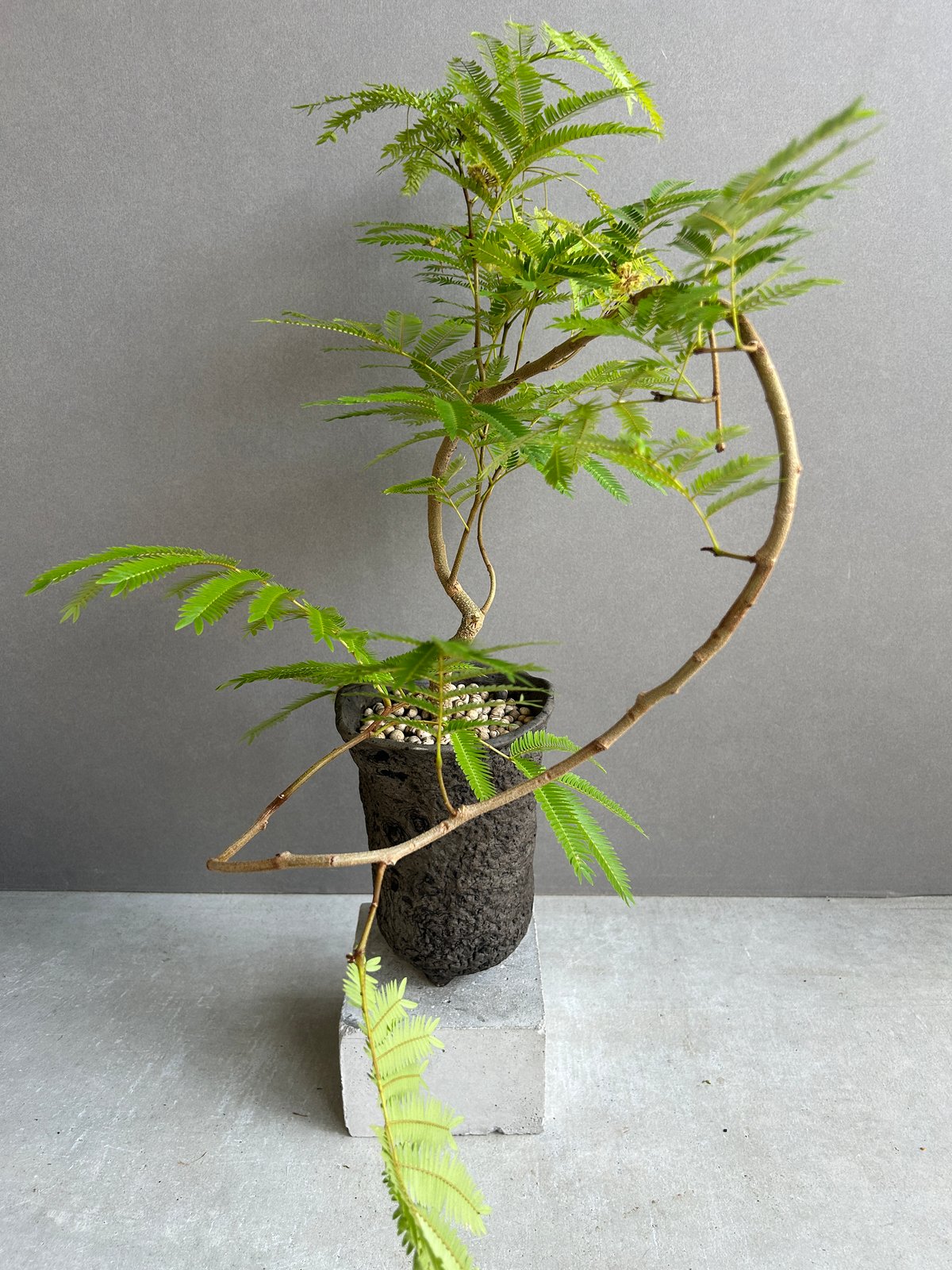エバーフレッシュ “選抜個体”+ plantsmonsters pot 「Cojoba arb