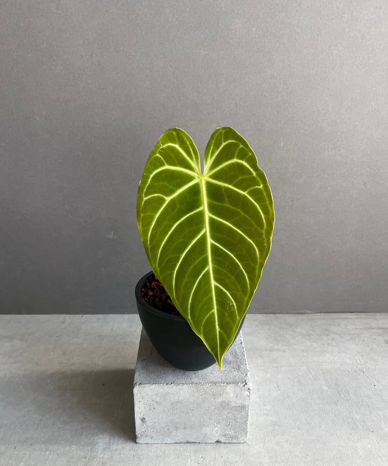 Anthurium regale light アンスリウムレガレライト Anthurium regale アンスリウム レガレ