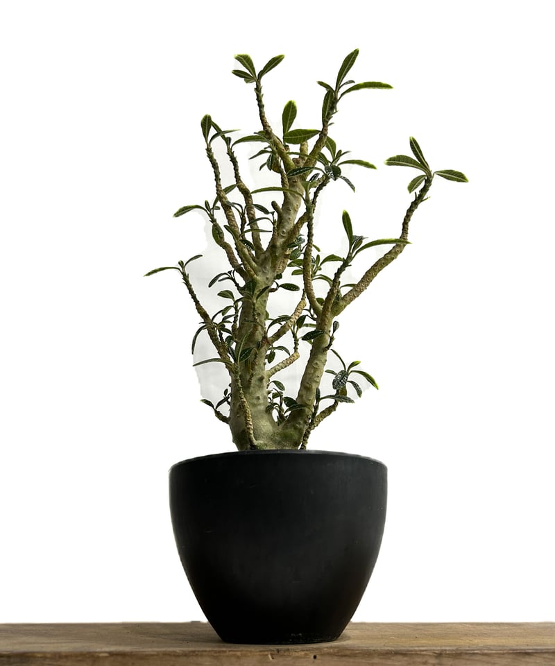 ドルステニア ギガス 実生苗「Dorstenia gigas (seedling)」5/29-
