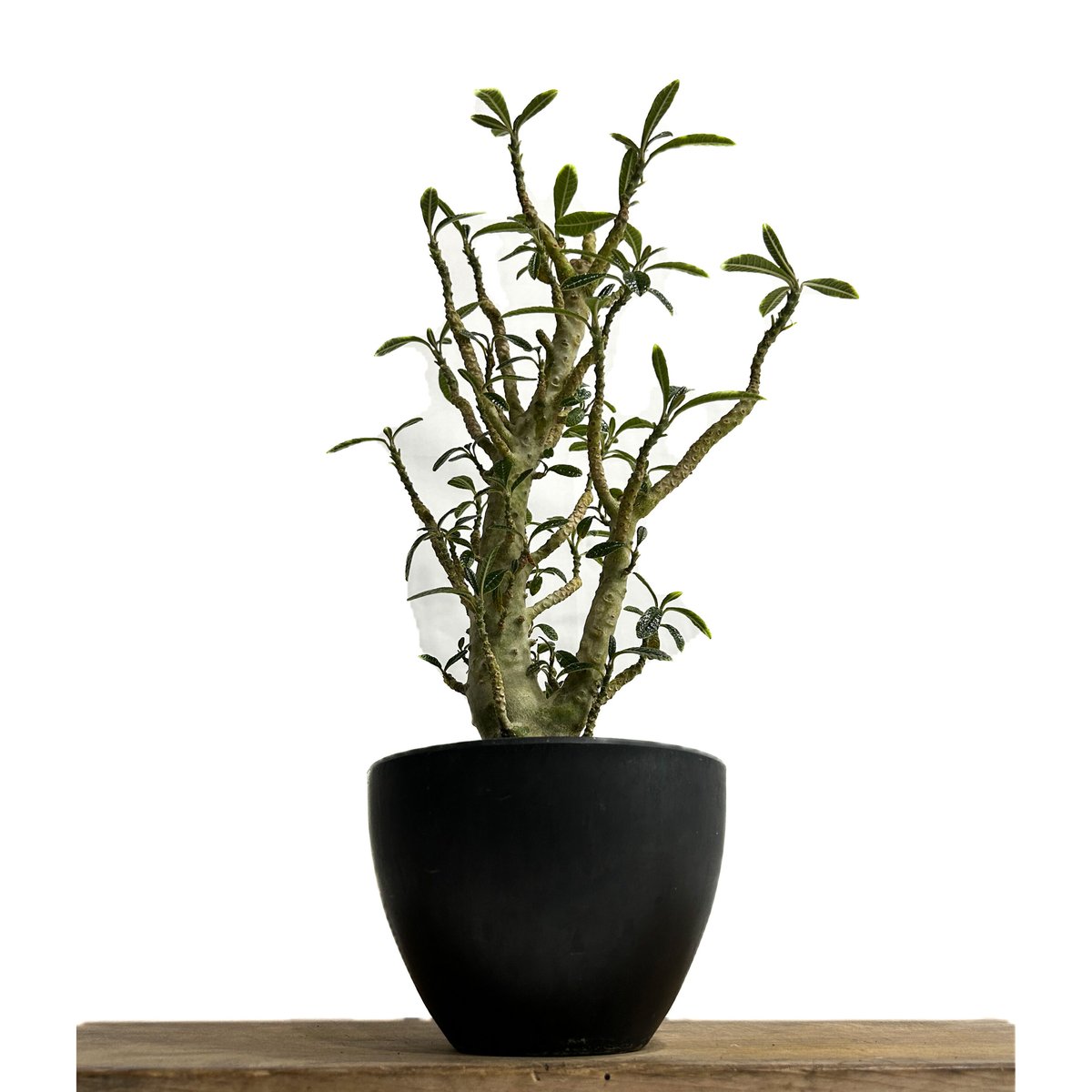 ドルステニア ギガス 実生苗「Dorstenia gigas (seedling)」5/29-