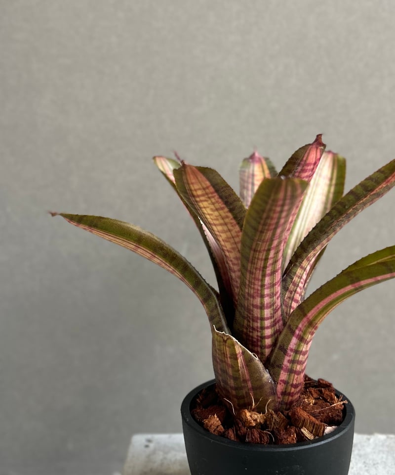 ネオレゲリア スコタックズ コード レッド 「Neoregelia